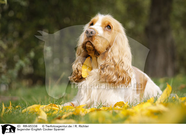 liegender English Cocker Spaniel / lying English Cocker Spaniel / RR-95338