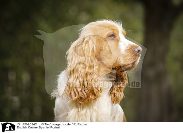 English Cocker Spaniel Portrait / RR-95342