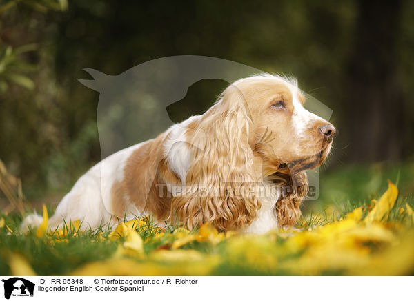 liegender English Cocker Spaniel / lying English Cocker Spaniel / RR-95348
