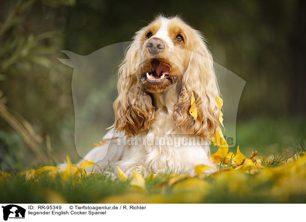 liegender English Cocker Spaniel / lying English Cocker Spaniel / RR-95349