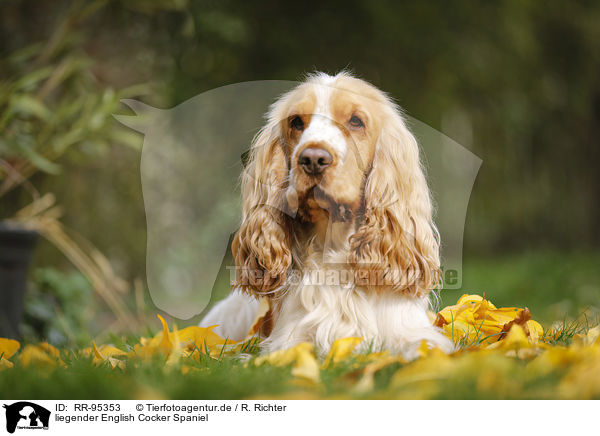 liegender English Cocker Spaniel / lying English Cocker Spaniel / RR-95353