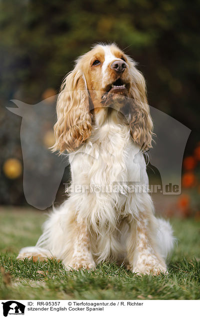 sitzender English Cocker Spaniel / sitting English Cocker Spaniel / RR-95357