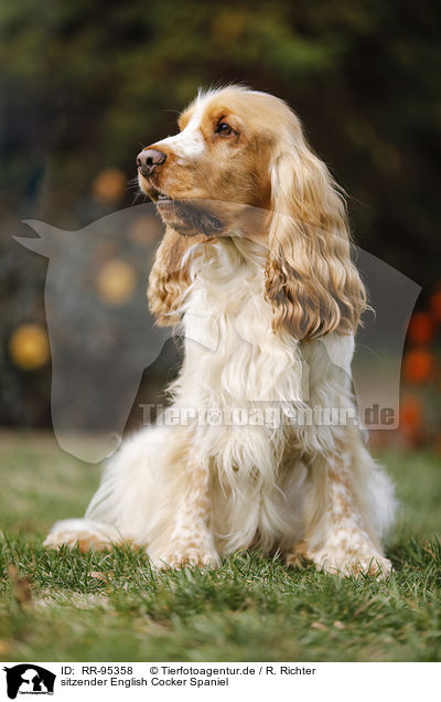 sitzender English Cocker Spaniel / sitting English Cocker Spaniel / RR-95358