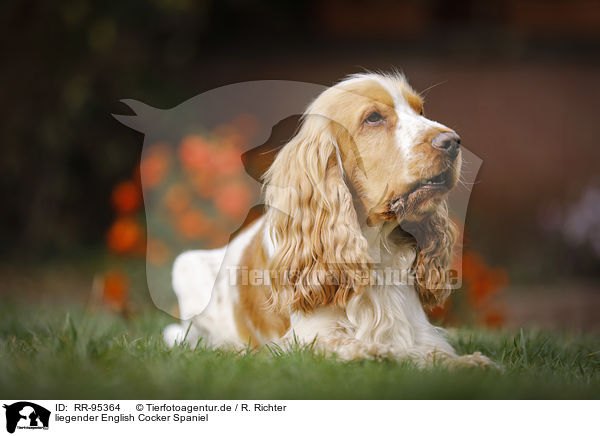 liegender English Cocker Spaniel / lying English Cocker Spaniel / RR-95364