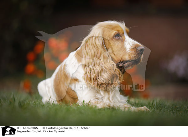 liegender English Cocker Spaniel / lying English Cocker Spaniel / RR-95365