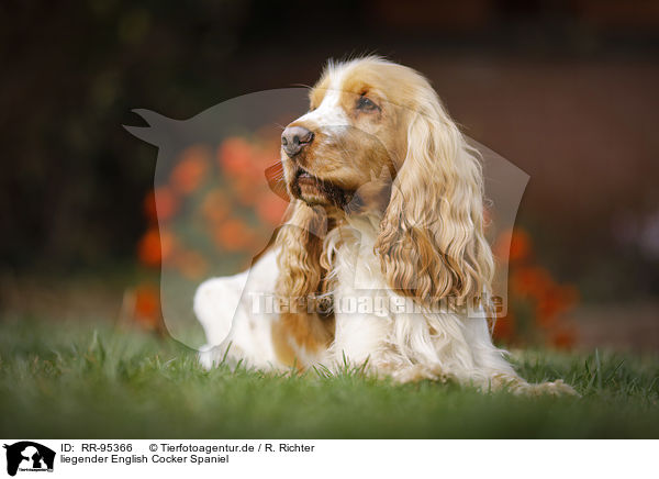 liegender English Cocker Spaniel / lying English Cocker Spaniel / RR-95366