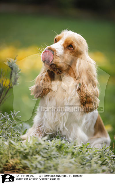 sitzender English Cocker Spaniel / sitting English Cocker Spaniel / RR-95367