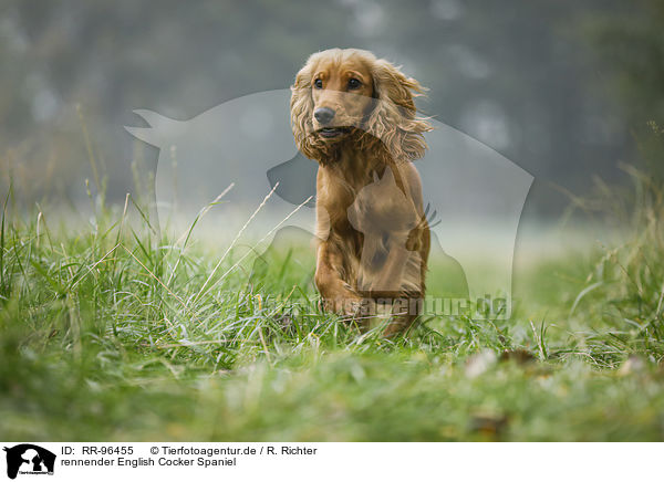rennender English Cocker Spaniel / RR-96455
