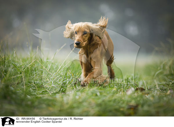 rennender English Cocker Spaniel / RR-96456