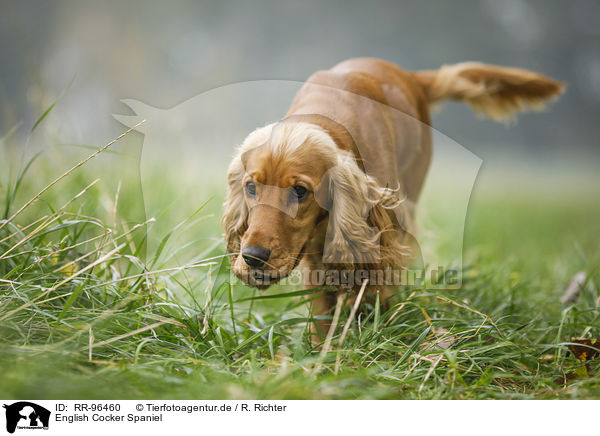 English Cocker Spaniel / RR-96460