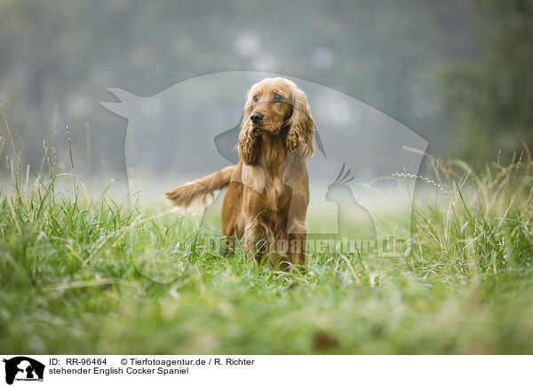 stehender English Cocker Spaniel / RR-96464