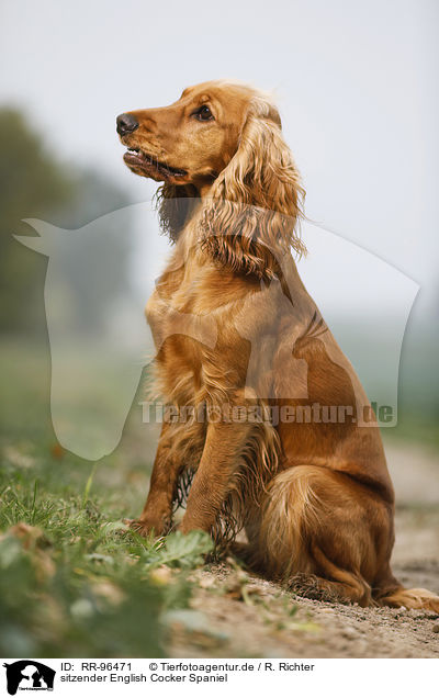 sitzender English Cocker Spaniel / RR-96471