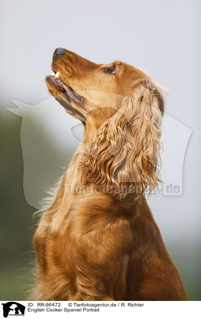 English Cocker Spaniel Portrait / RR-96472