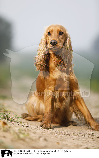 sitzender English Cocker Spaniel / RR-96478