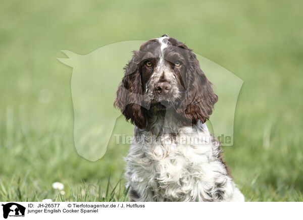 junger English Cocker Spaniel / JH-26577