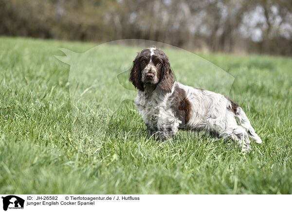 junger English Cocker Spaniel / JH-26582