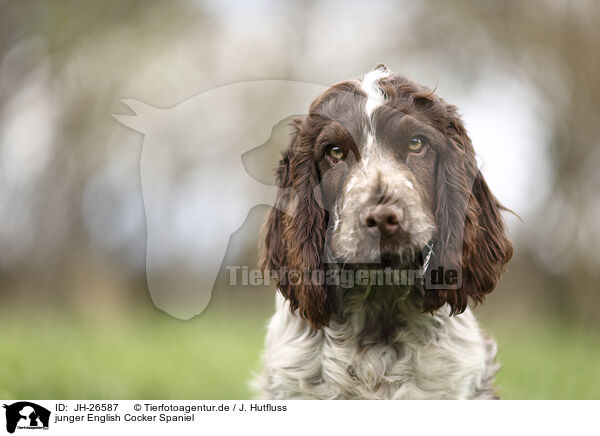 junger English Cocker Spaniel / JH-26587