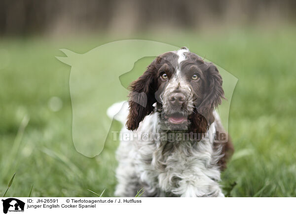 junger English Cocker Spaniel / JH-26591