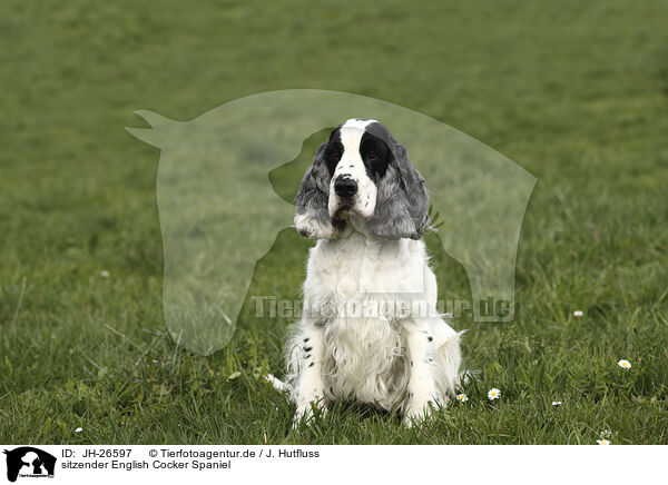 sitzender English Cocker Spaniel / JH-26597