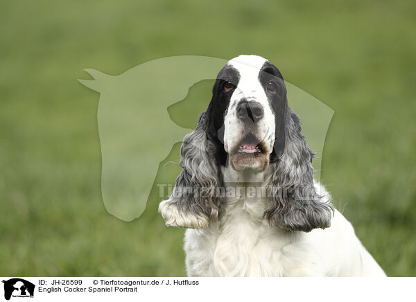 English Cocker Spaniel Portrait / JH-26599