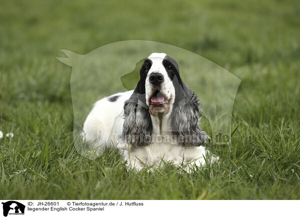 liegender English Cocker Spaniel / JH-26601