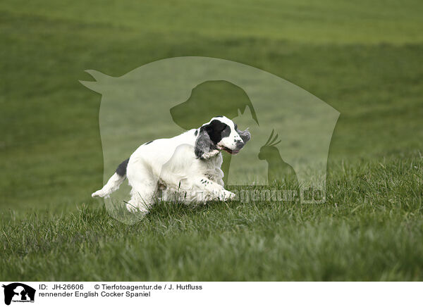 rennender English Cocker Spaniel / JH-26606