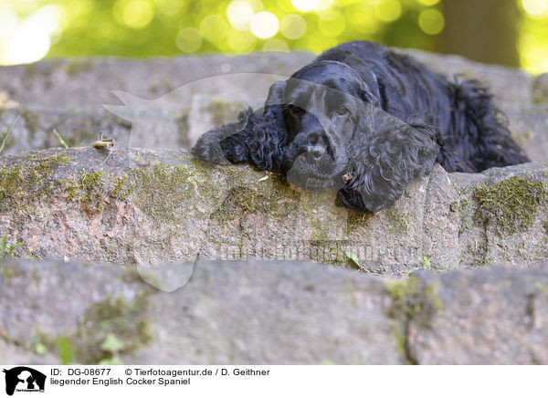 liegender English Cocker Spaniel / DG-08677