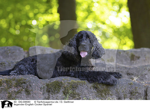 liegender English Cocker Spaniel / DG-08680
