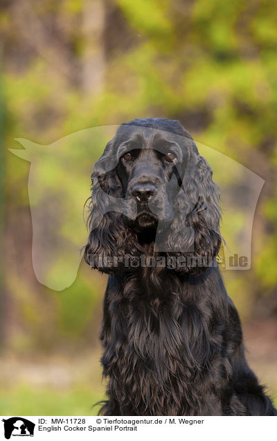English Cocker Spaniel Portrait / MW-11728