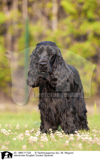 stehender English Cocker Spaniel / MW-11729