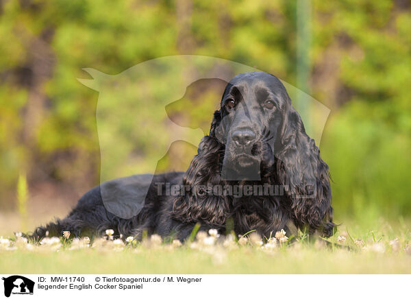 liegender English Cocker Spaniel / MW-11740