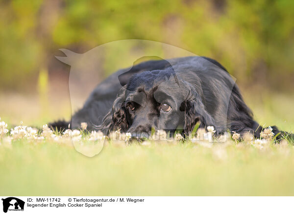 liegender English Cocker Spaniel / MW-11742