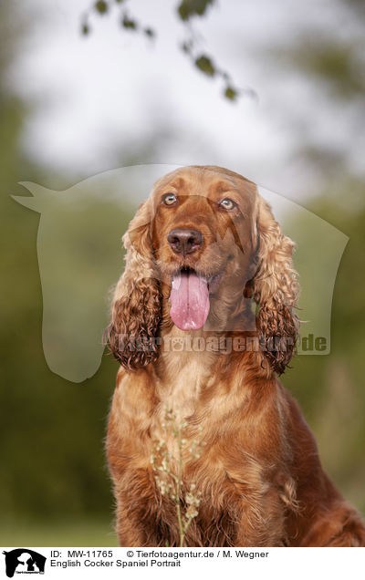 English Cocker Spaniel Portrait / MW-11765
