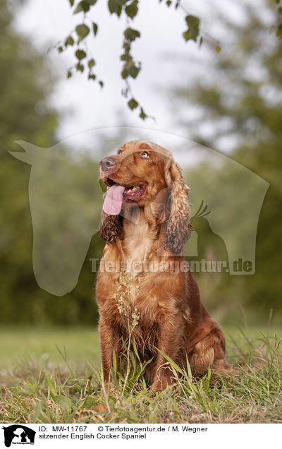 sitzender English Cocker Spaniel / MW-11767