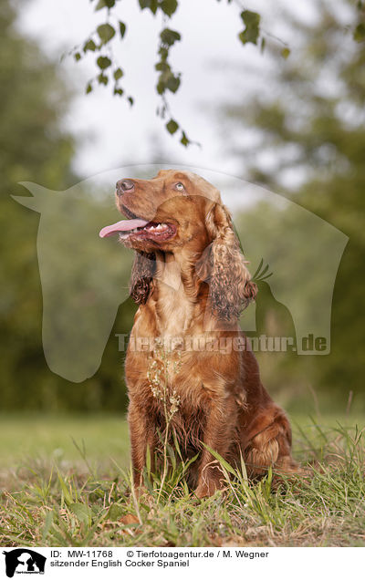 sitzender English Cocker Spaniel / MW-11768