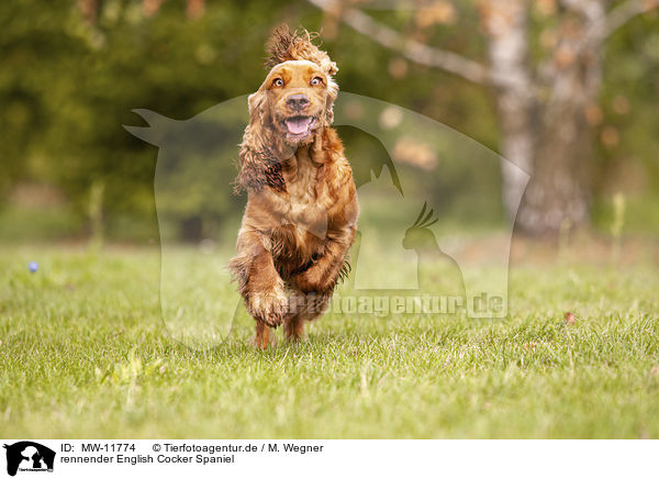 rennender English Cocker Spaniel / MW-11774