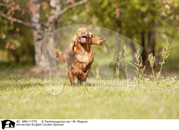 rennender English Cocker Spaniel / MW-11775