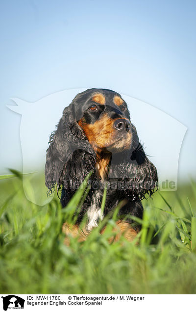 liegender English Cocker Spaniel / MW-11780