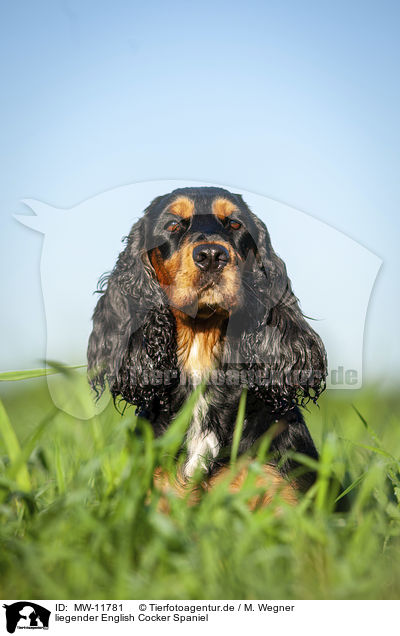 liegender English Cocker Spaniel / MW-11781