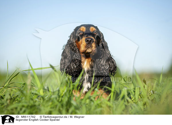 liegender English Cocker Spaniel / MW-11782