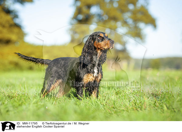 stehender English Cocker Spaniel / MW-11795
