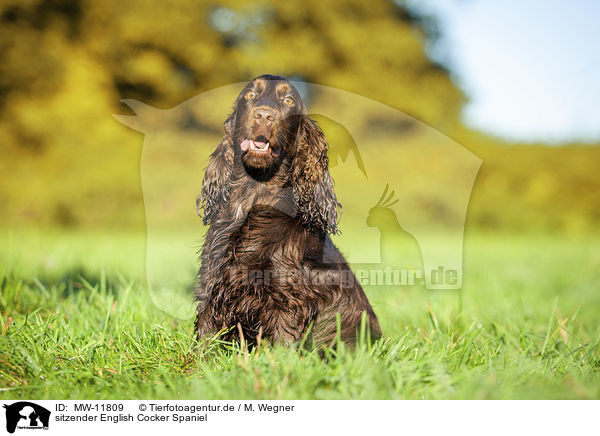 sitzender English Cocker Spaniel / MW-11809