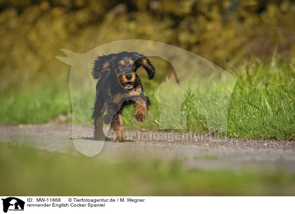 rennender English Cocker Spaniel / MW-11868