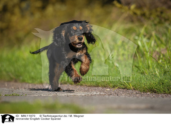 rennender English Cocker Spaniel / MW-11870