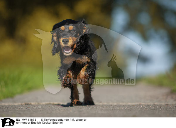 rennender English Cocker Spaniel / running English Cocker Spaniel / MW-11873