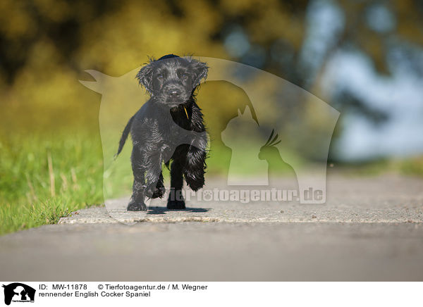 rennender English Cocker Spaniel / MW-11878