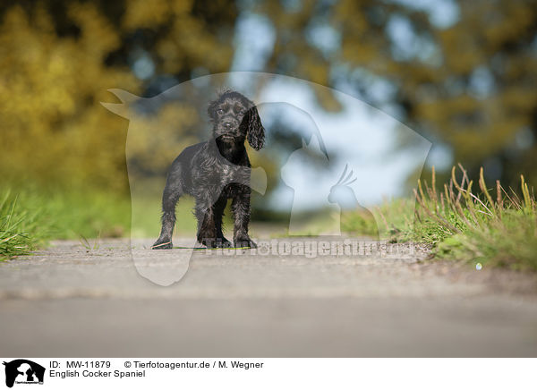 English Cocker Spaniel / MW-11879