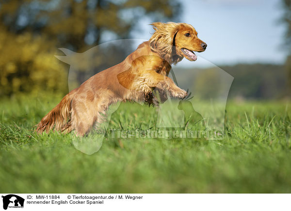 rennender English Cocker Spaniel / MW-11884