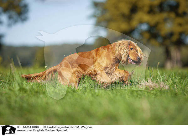 rennender English Cocker Spaniel / MW-11886