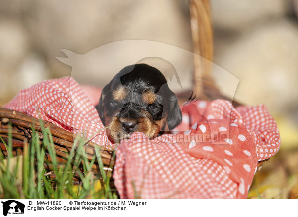 English Cocker Spaniel Welpe im Krbchen / English Cocker Spaniel puppy in the basket / MW-11890